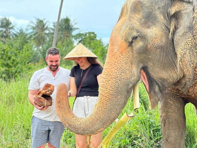 Samui: Elephant Home Sanctuary and the first elephant museum - A Detailed Look at the Tour Experience