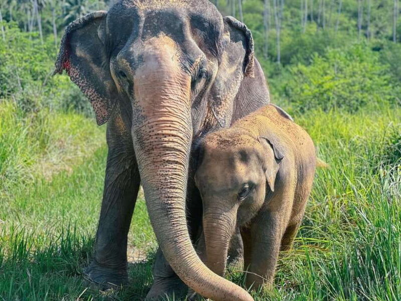 Samui: Elephant Home Sanctuary and the first elephant museum - Who Will Love This Experience?