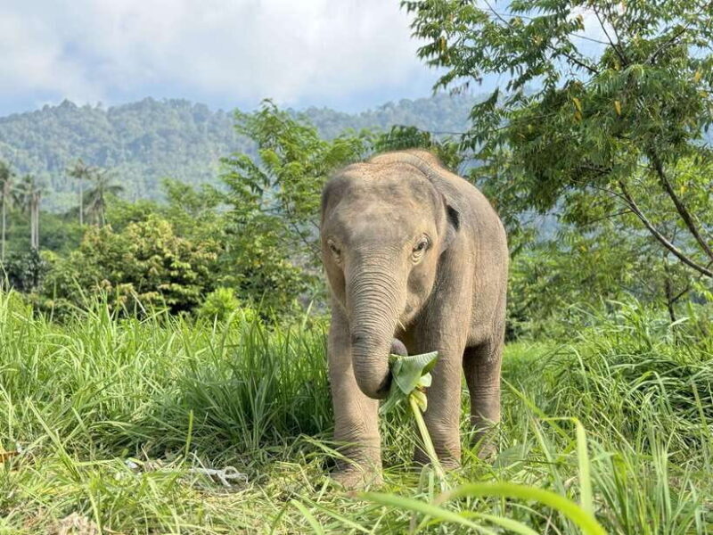 Samui: Elephant Home Sanctuary and the first elephant museum - FAQ