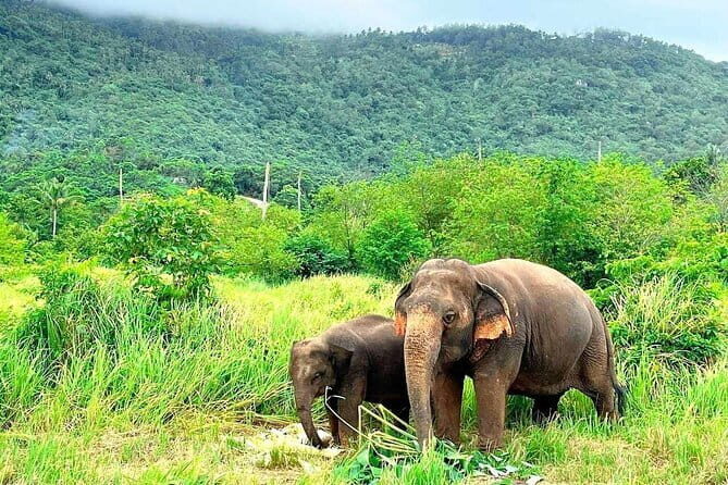 Samui Elephant Kingdom Ethical Sanctuary and Skywalk Tour - Frequently Asked Questions (FAQs)