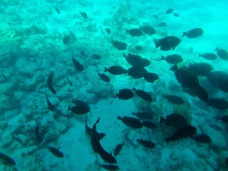 SAN ANDRES: MEET THE SEMI-SUBMARINE NAUTILUS - San Andrés: Meet the Semi-Submarine Nautilus