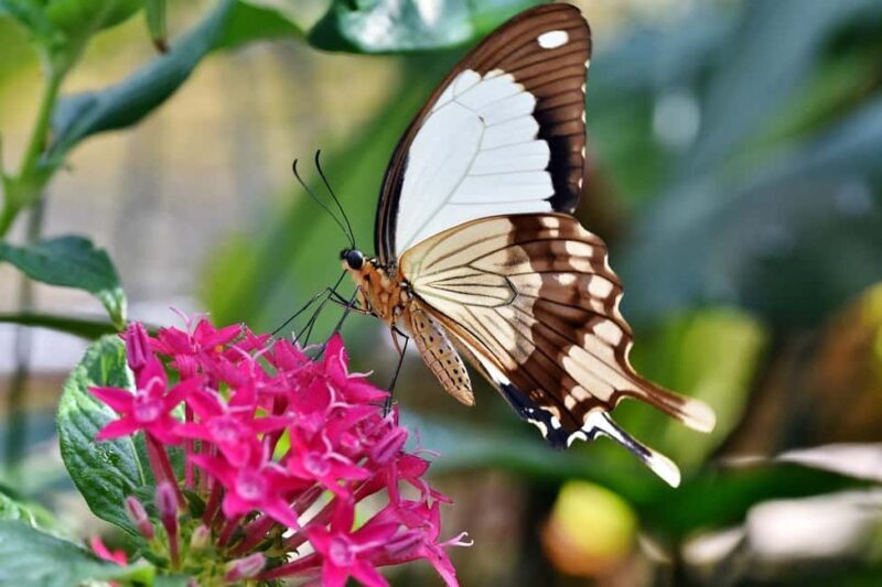 San Antonio: Botanical Garden Admission Ticket - Discovering the San Antonio Botanical Garden