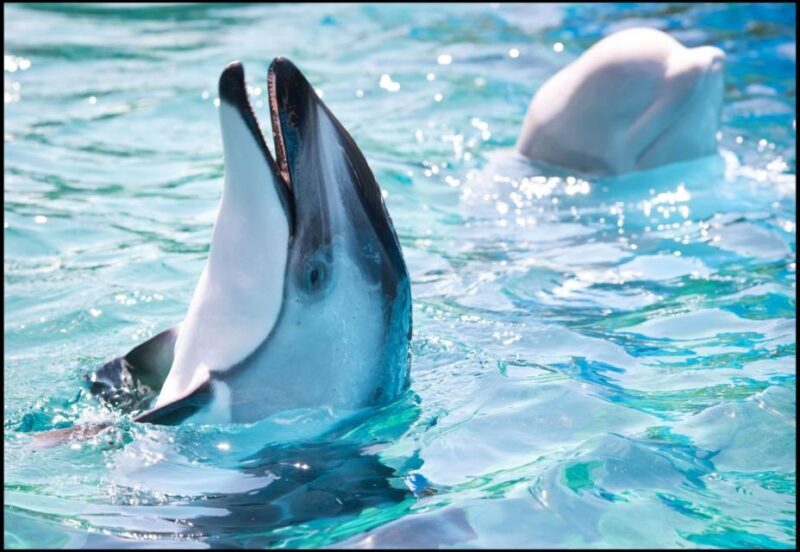 San Antonio: SeaWorld Skip-the-Line Park Admission Ticket - Who Should Consider This Experience?