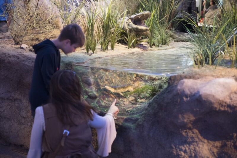San Antonio: Witte Museum Admission Ticket - Exploring San Antonio’s Witte Museum: A Deep Dive into Nature, Science, and Texas Culture