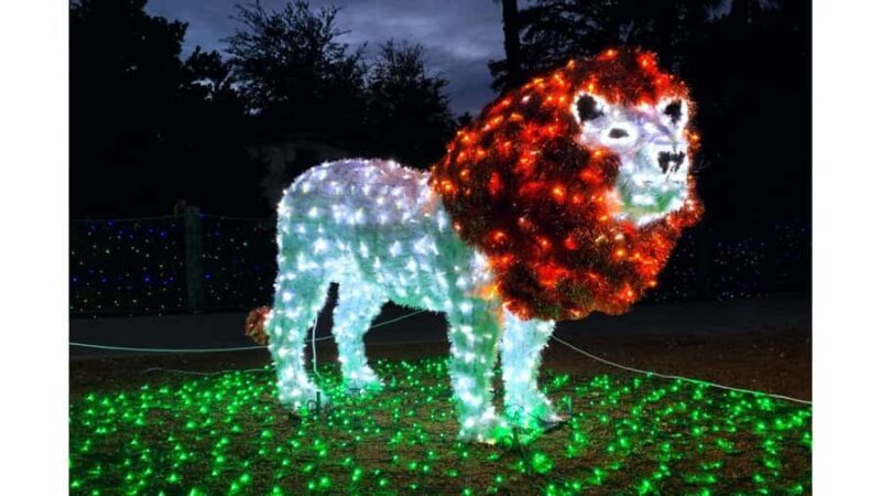 San Antonio Zoo Any Day Ticket including ZooLights - A Detailed Look at San Antonio Zoo: What You Can Expect