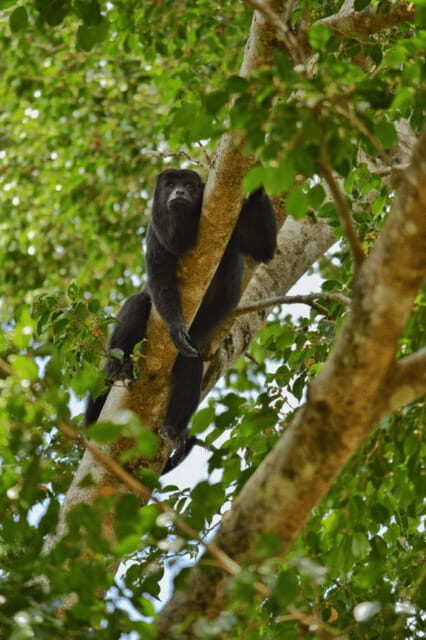 San Cristóbal: 3-Day Kayak Tour in the Lacandon Jungle - A Closer Look at the Itinerary and What You’ll Experience
