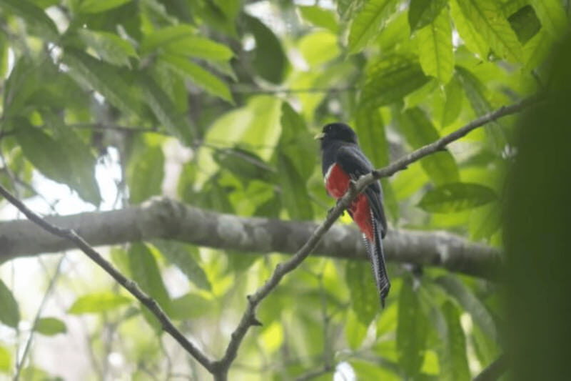 San Cristobal: 4 Days Nature Tour in the Lacandon Jungle - Key Points