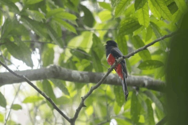 San Cristobal: 4 Days Nature Tour in the Lacandon Jungle - Who Would Love This Tour?