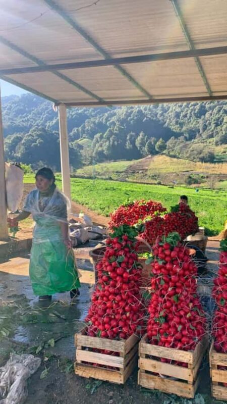 San Cristóbal de las Casas: Hiking to Indigenous Communities - Key Points