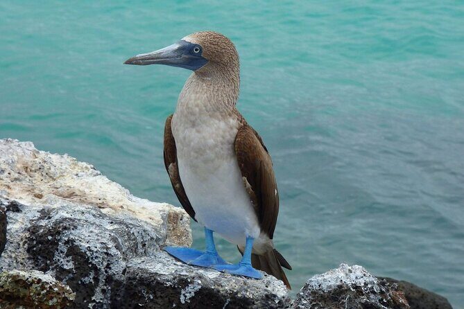 San Cristobal Galapagos 360 - Snorkeling Tour (Kicker Rock) - FAQs