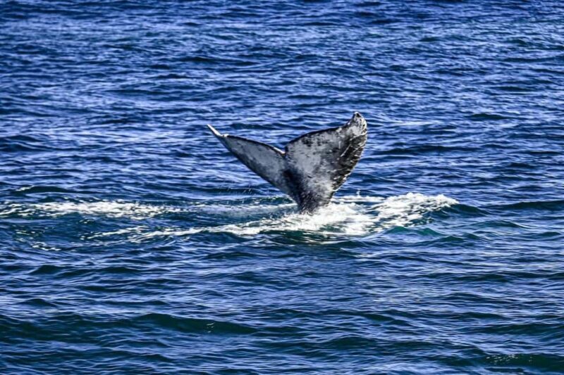 San Diego: 3 Hour Whale Watching Cruise - A Deep Dive into the Whale Watching Experience