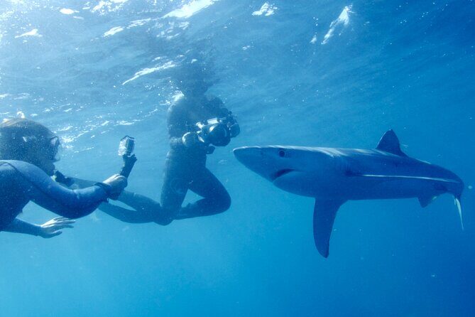 San Diego Blue Shark Diving Adventure - Why Choose This Tour?