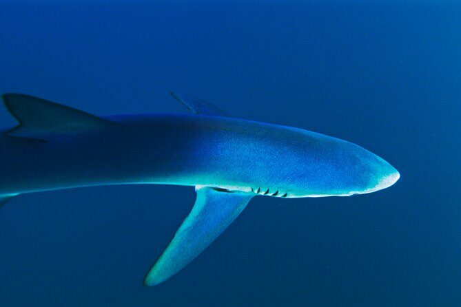 San Diego Blue Shark Diving Adventure - FAQ: Your Questions Answered