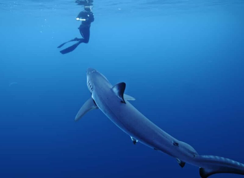 San Diego: Blue Shark Offshore Snorkel Adventure! - Key Points