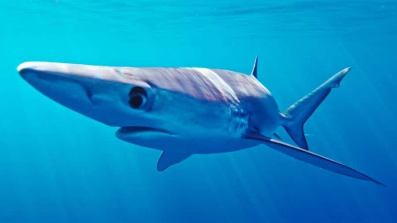 San Diego: Blue Shark Offshore Snorkel Adventure! - FAQ