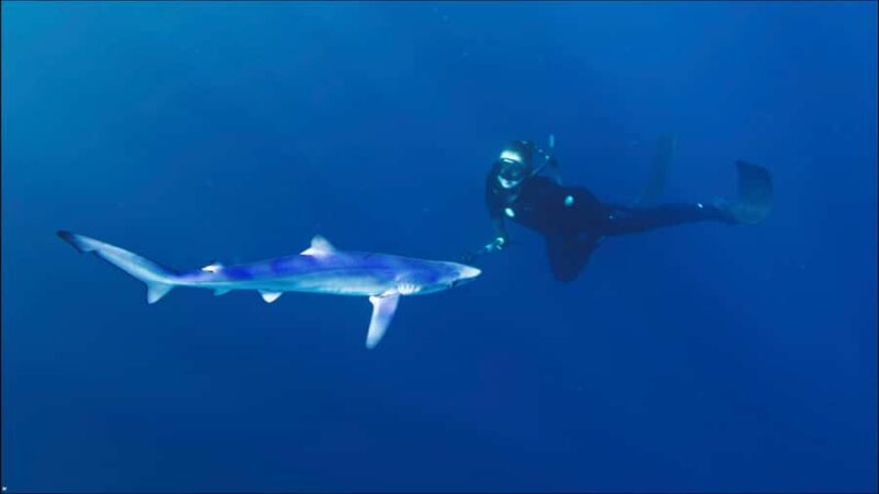 San Diego: Blue Shark Offshore Snorkel Adventure! - Final Thoughts