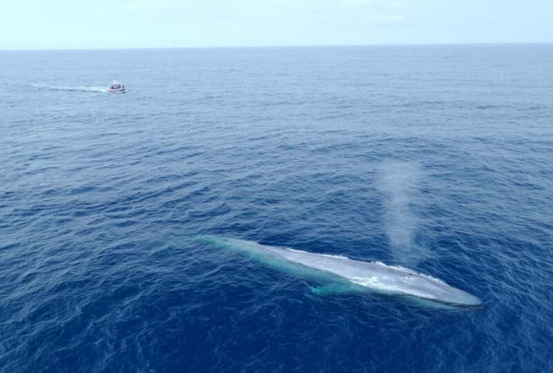 San Diego: Blue Whale Watching Expedition - Discover Marine Majesty with the San Diego Blue Whale Watching Expedition