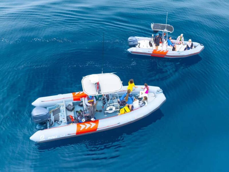 San Diego: Blue Whale Watching Expedition - Key Points