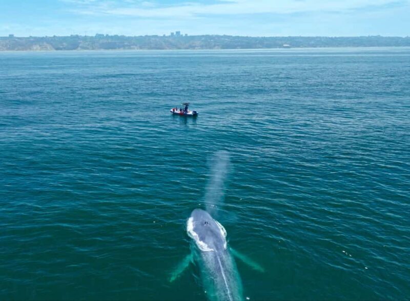 San Diego: Blue Whale Watching Expedition - Pricing and Value: Is It Worth It?