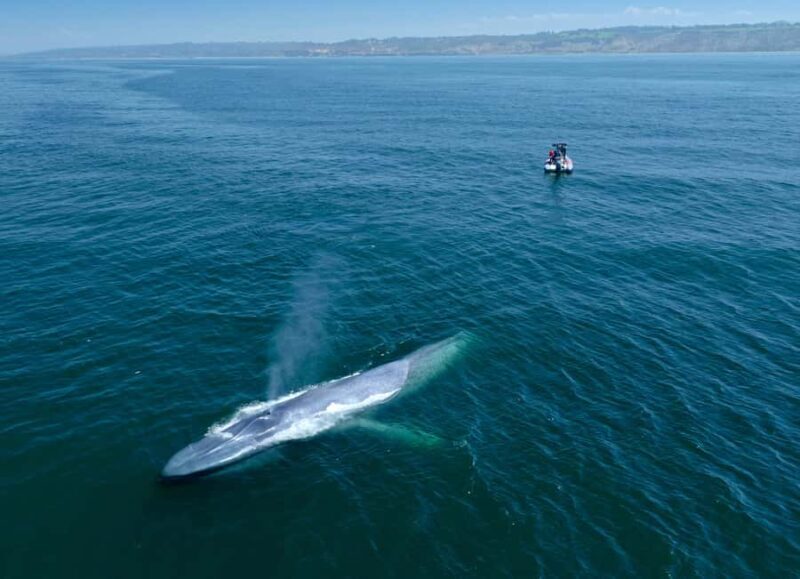 San Diego: Blue Whale Watching Expedition - Who Should Book This Tour?