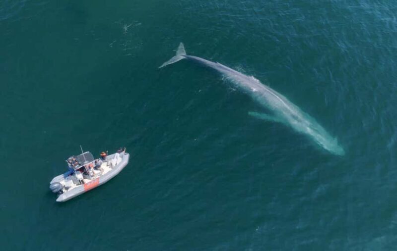 San Diego: Blue Whale Watching Expedition - Frequently Asked Questions