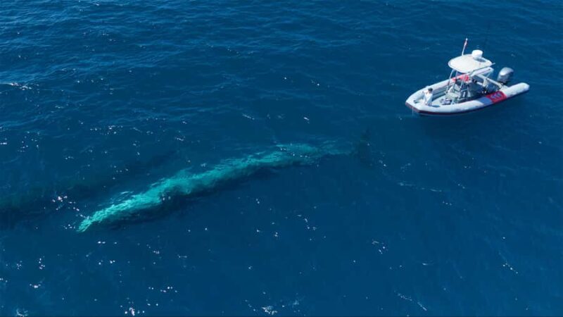 San Diego: Blue Whale Watching Expedition - Final Thoughts