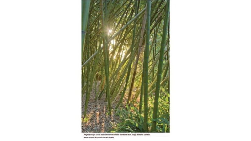 San Diego Botanical Garden Entry Ticket and Transportation - Discover the Serenity of San Diego Botanical Garden
