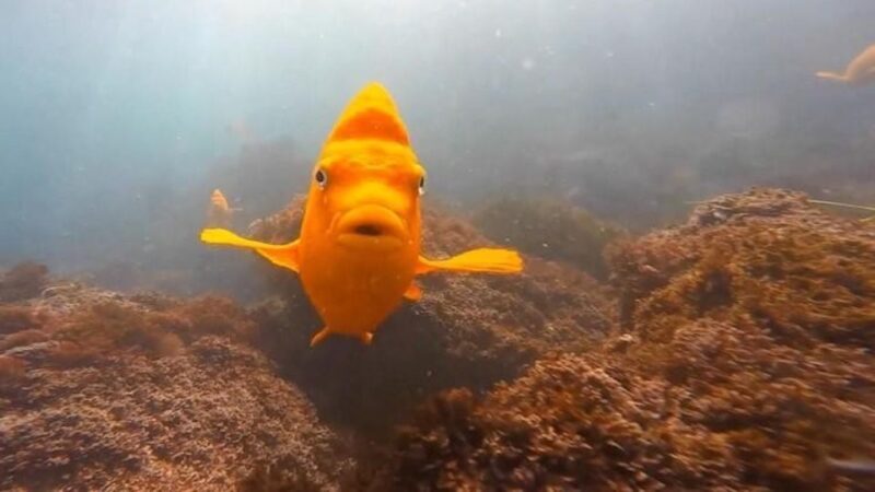 San Diego: La Jolla Cove Guided Snorkeling Tour - The Location and Its Charm
