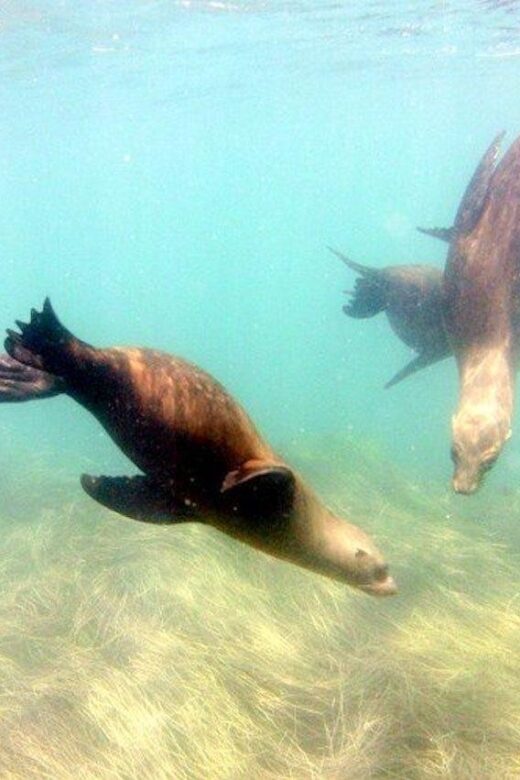 San Diego: La Jolla Cove Guided Snorkeling Tour - The Practical Side: What to Expect and Considerations
