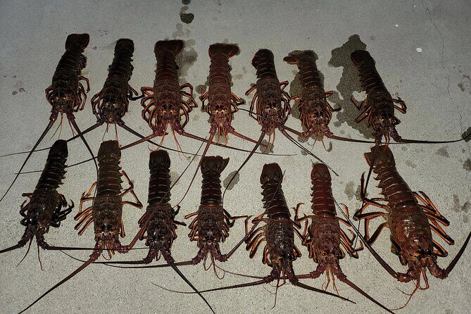 San Diego Lobster Hoop Netting Charter up to 6 People - Discover the Thrill of San Diego Lobster Hoop Netting