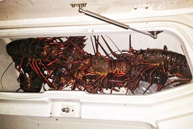 San Diego Lobster Hoop Netting Charter up to 6 People - Key Points