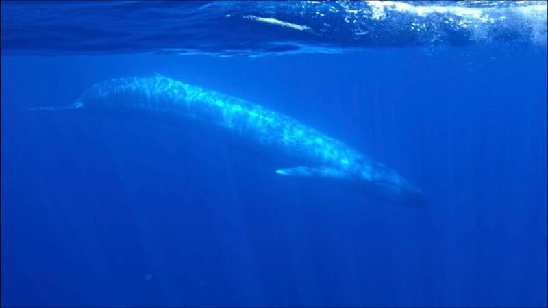 San Diego Ocean Safari: 6-Hour Snorkel Adventure! - An In-Depth Look at the San Diego Ocean Safari