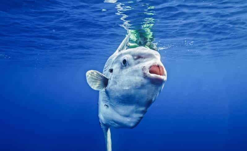 San Diego Ocean Safari: 6-Hour Snorkel Adventure! - The Real Value of This Experience