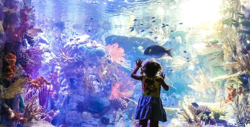 San Diego Pass Plus: 50+ Attractions - Includes LEGOLAND® - The Details: What You Can Expect