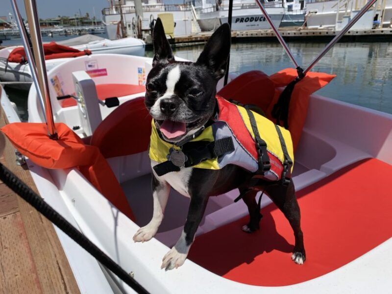 San Diego: San Diego Bay Dog-Friendly Eco Pedal Boat Rentals - FAQ