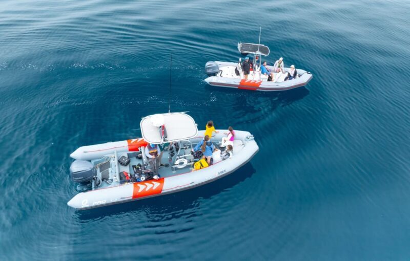San Diego: Whale and Dolphin Watching Speedboat Tour - Starting Point and Logistics