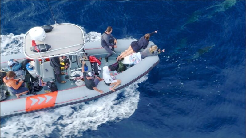 San Diego: Whale and Dolphin Watching Speedboat Tour - Wildlife Sightings and Seasonal Variations