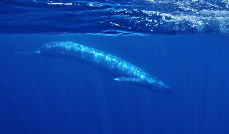 San Diego: Whale and Dolphin Watching Speedboat Tour - The Authentic Encounters