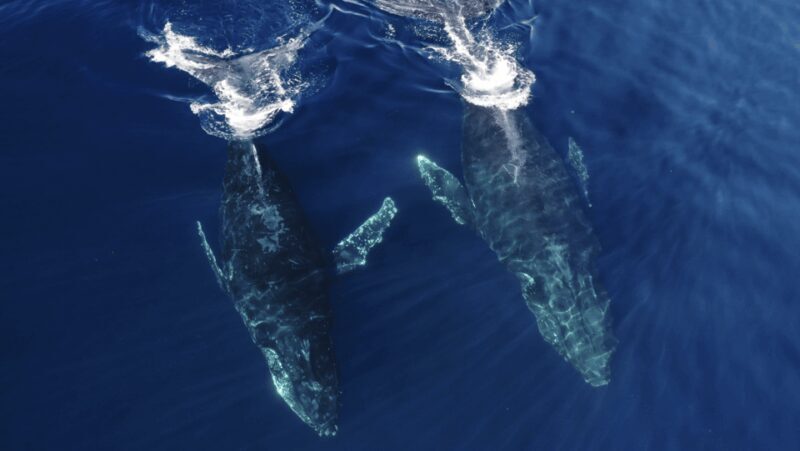 San Diego: Whale and Dolphin Watching Speedboat Tour - The Value for Money