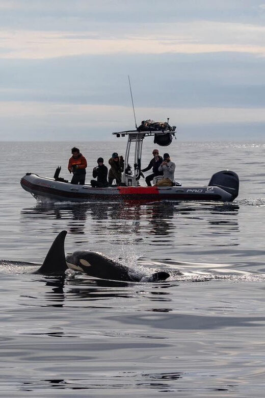 San Diego: Whale and Dolphin Watching Speedboat Tour - Potential Drawbacks or Considerations