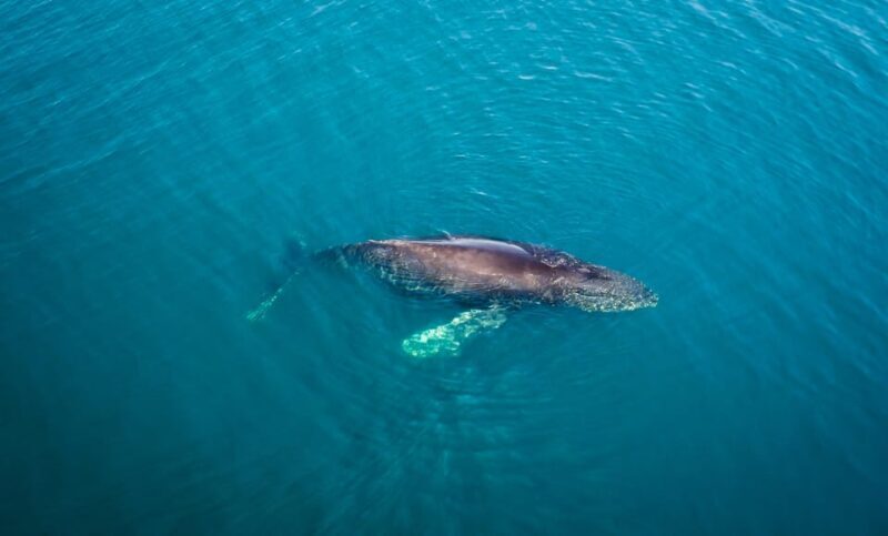 San Diego: Whale and Dolphin Watching Speedboat Tour - Who Will Love This Tour?