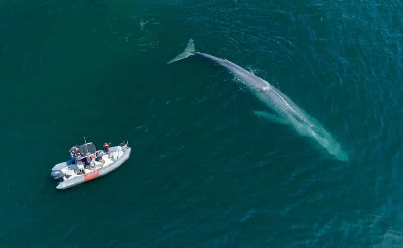 San Diego: Whale and Dolphin Watching Speedboat Tour - Final Thoughts