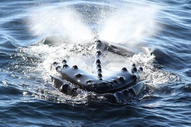 San Diego Whale/Dolphin Watching Cruise Aboard Luxury Vessel - A Closer Look at the Experience