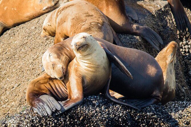 San Diego Whale/Dolphin Watching Cruise Aboard Luxury Vessel - The Bottom Line: Is It Worth It?