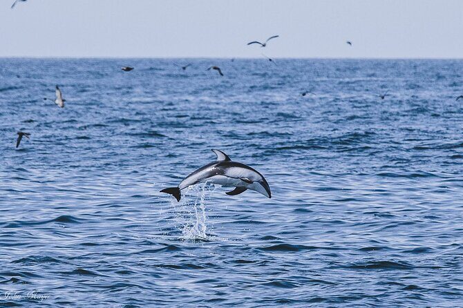 San Diego Whale/Dolphin Watching Cruise Aboard Luxury Vessel - FAQ: Common Questions