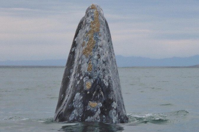 San Diego Whale Watching 3 Hour Tour Mission Bay on the Legacy - Who Will Love This Tour?