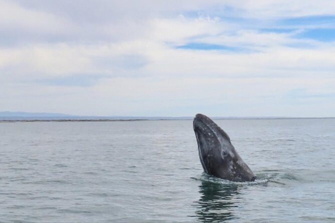 San Diego Whale Watching 3 Hour Tour Mission Bay on the Legacy - FAQ