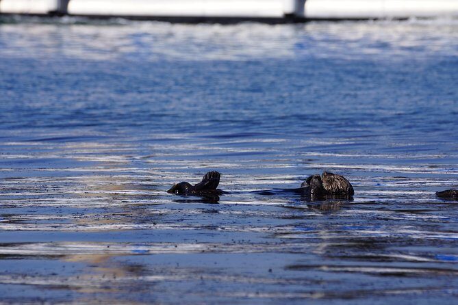 San Diego Whale Watching Cruise - What’s Special About This Tour?