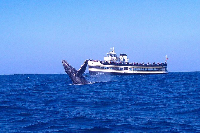 San Diego Whale Watching Cruise - Discover the Wonders of San Diego Whale Watching Cruise