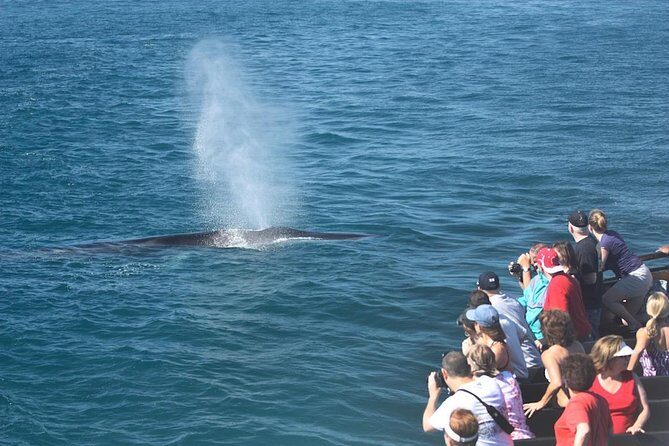 San Diego Whale Watching Cruise - Key Points